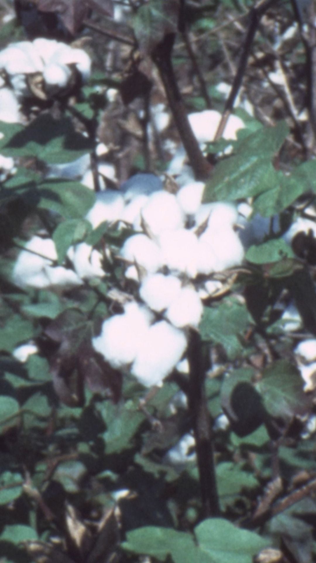 Cotton plant in bloom